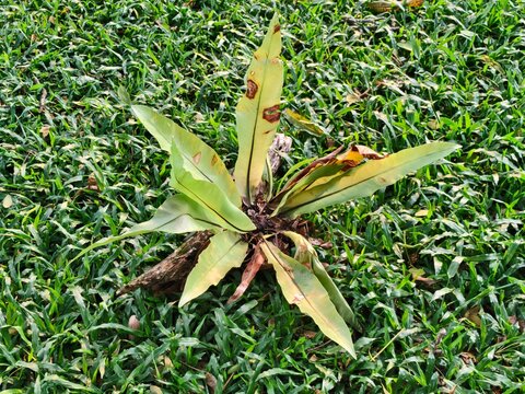 Bird nest fern growing on green grass field, tropical epiphyte plant with broad foliage, natural botanical garden background