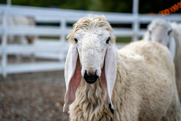 Close-up of white shami sheep with long pendulous ears standing in paddock pen on livestock farm, representing animal husbandry and rural breeding. © Marina