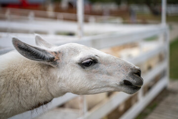 Close-up of white llama head reaching over white wooden paddock fence on farm outdoors during daytime. © Marina