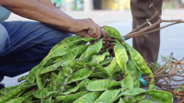 Close-up video of a merchant hands holding and sorting fresh petai or stink bean (parkia speciosa) pods at a traditional market.