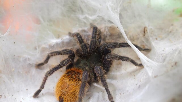 Close-up of a tarantula in its web. Tarantula has dark body with orange abdomen. It rests among white silk threads. Background slightly blurred with natural lighting