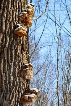 Tinder shelf fungi grow on the textured bark of an old tree in a winter forest. Small caps of snow cover the brown mushrooms against a clear blue sky. The striking beauty of winter nature highlights t