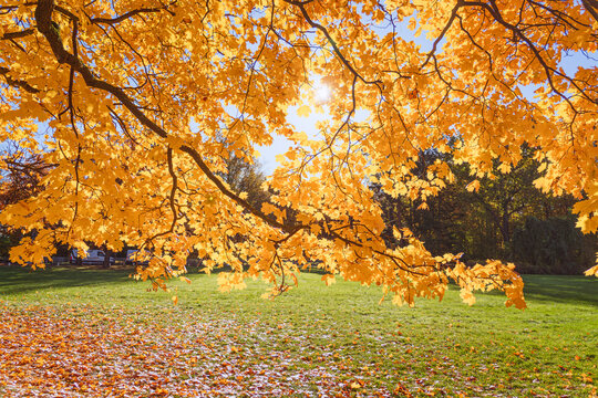 A photo of an autumn park with vibrant trees. Yellow and orange leaves on the trees, a blue sky. Golden autumn