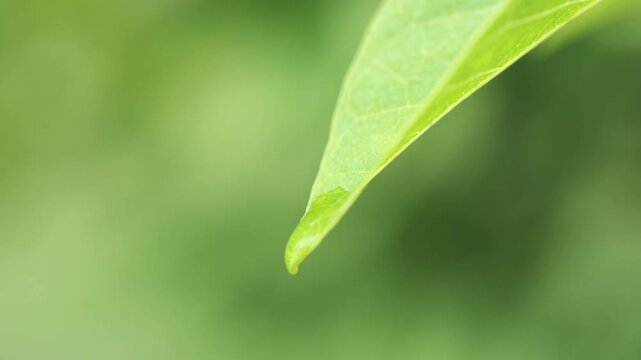 macro footage of a single water droplet forming and dripping from the tip of a green leaf. Rainy Season Concept	