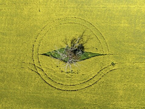 Aerial view of a solitary dead tree standing in a vibrant field of yellow canola flowers with circular crop patterns in Nagambie, Victoria, Australia.