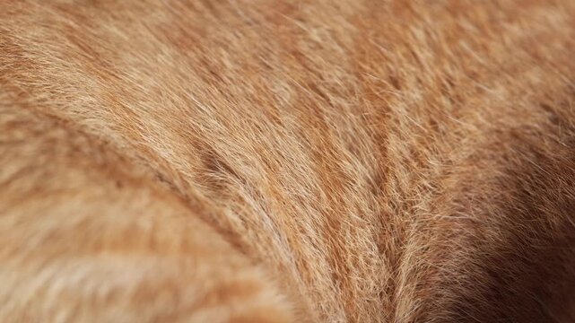 Close-up of abstract brown animal fur in the detail - texture and background	