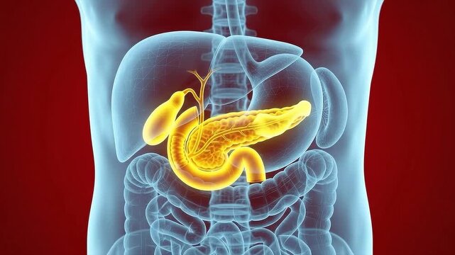 3D medical illustration of the human pancreas and gallbladder highlighted within a transparent anatomical model of the digestive system and abdomen
