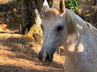 Close-up portrait of a grey horse's head and mane © alexandra_pp