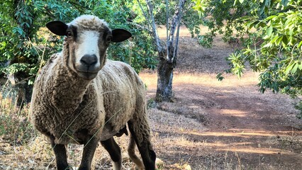 Close up portrait of sheep face with black and white markings © alexandra_pp