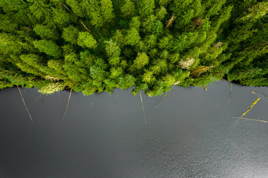 Aerial view of a dense coniferous forest bordering a dark lake with fallen trees in the water, Juneau, Alaska, United States.