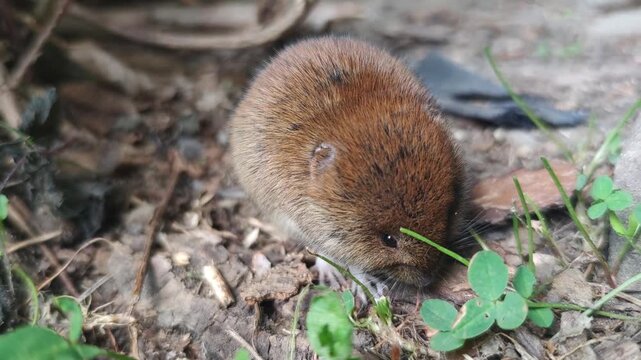 Round vole (field mouse, Microtus) baby fearlessly eating clover (Trifolium, shamrock) in meadow, small rodent calmly chewing greenery, symbol of innocence and harmony with nature