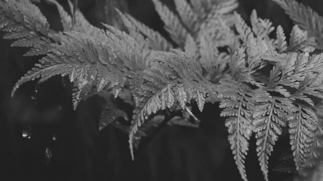 Black and white fern fronds covered in raindrops dripping in monsoon rain closeup