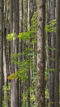 Vertical video of an autumn forest on a windy, sunny day.