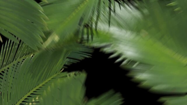 Close up of vibrant green palm leaves swaying gently in a tropical breeze.