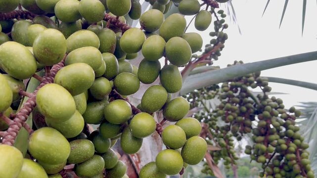 Palm tree fruit