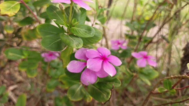 Pink periwinkle flowers blooming on a green leafy shrub in natural light