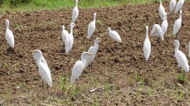 Cattle egrets foraging in freshly plowed field