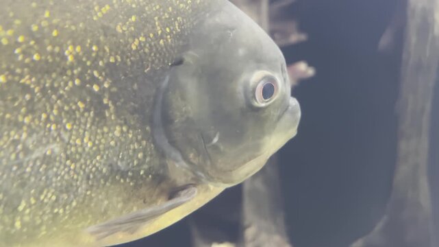 Close-Up of Red-Bellied Pacu Fish Swimming in Dark