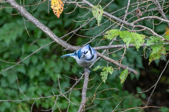 bluejay on branch