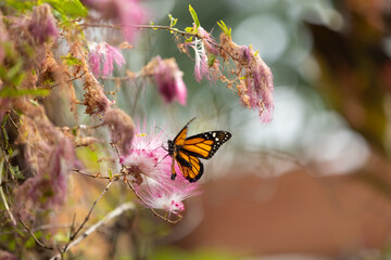 Colourful Butterfly Among Soft Pink Flowers in a Garden © Edu Bauer Photos 