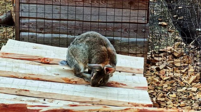Gray rabbit on wooden boards inside a fenced enclosure with a white rabbit
