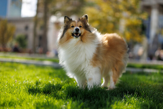 Shetland sheepdog standing on green grass in city park setting