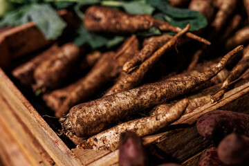 Fototapeta premium Freshly harvested parsley roots in wooden box at market