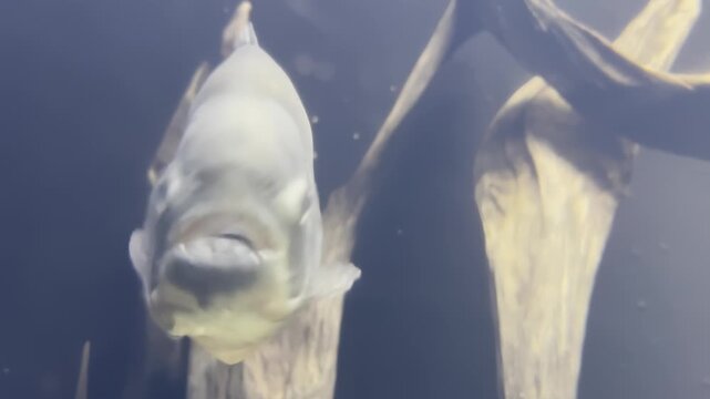 Close-Up of Red-Bellied Pacu Fish Swimming in Dark
