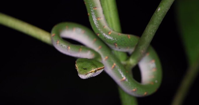 A very venomous and endemic snake Sabah Pit Viper Bornean Keeled Pit Vipe with nature green background