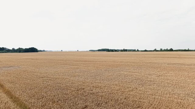 Sweeping aerial footage glides over an expansive golden wheat field beneath a bright, overcast sky, highlighting rich harvest textures and peaceful rural scenery, perfect for agriculture themes.