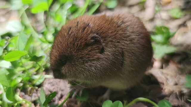Round vole (field mouse, Microtus) baby fearlessly eating clover (Trifolium, shamrock) in meadow, small rodent calmly chewing greenery, symbol of innocence and harmony with nature