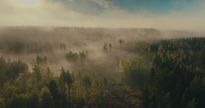 Aerial view of a misty forest as golden sunlight streams through the fog, revealing a clear-cut area surrounded by dense woodland in a dramatic morning landscape.