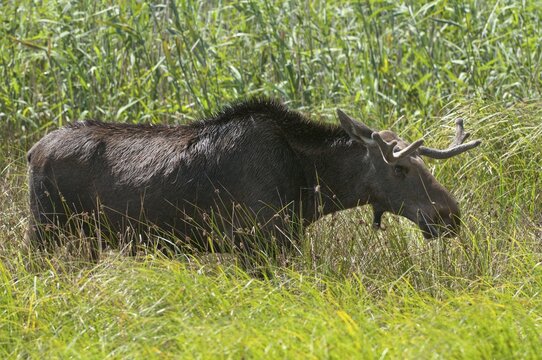 Alces alces, artiodactyla, elk, even-toed ungulates, mosses, cloven-hoofed animals, mammals
