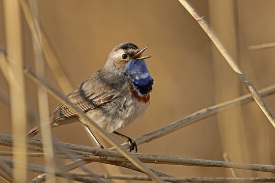 Bluethroat (Luscinia svecica) singing on a reed, wildlife, Germany