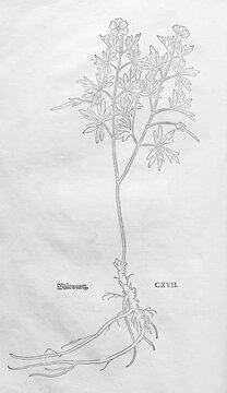 Blood cranesbill (Geranium sanguineum), woodcut by Leonhart Fuchs, from New Kre&uuml;terbuch, neues Kr&auml;uterbuch, Michael Isingrin, Basel, Switzerland, 1543