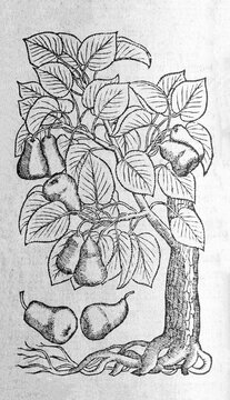 Pear tree (Pyrus), woodcut, from A new herbal or historie of plants by Rembert Dodoens (1516-1585), London, England, 1578
