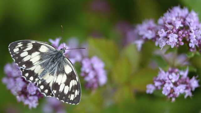 Board game, women's board, marbled white, melanargia galathea, checkerboard, butterfly, insects, butterfly, butterflies, butterflies, butterflies