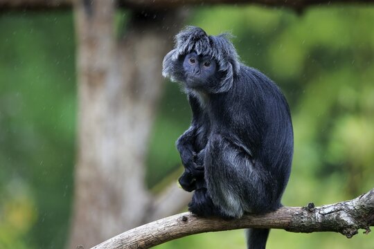 Javan lutung (Trachypithecus auratus), adult, sitting on tree, alert, endangered species, captive, Indonesia
