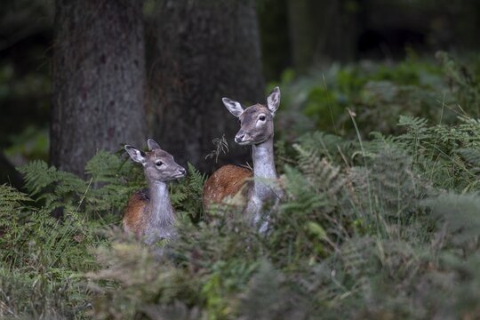 Together, fallow deer (Dama dama) and calf secure themselves before they continue on their way to the rut, autumn, rut, fallow deer rut, October, Germany