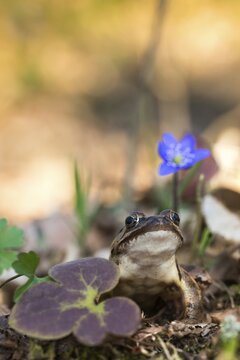 Agile frog, common hepatica, buttercup family, hepatica nobilis, liverwort, rana dalmatina, ranunculaceae, jumping frog, amphibians, amphibians, flora, frog, frogs, high size, portrait format, live word, amphibians, plants, plants