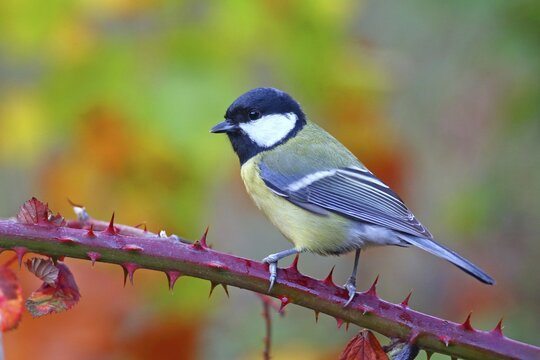 Great tit (Parus major) sitting on a blackberry vine, Solms, Hesse, Germany