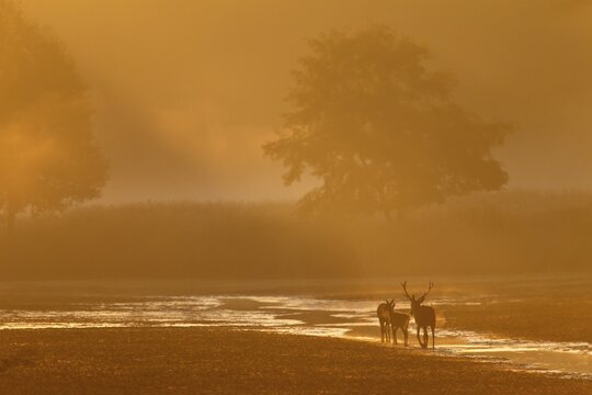 A middle-aged red deer (Cervus elaphus) follows a red deer and calf in the most beautiful morning light, morning sun, rutting season, Germany