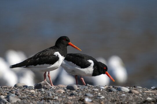 Oystercatchers, Haematopus ostralegus, Norway, oystercatcher, varanger, birds, charadriiformes, limikolen, snipe birds, scolopacidae, birds, waders, waders
