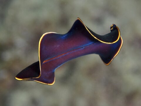 A swirl worm with a yellow edge, black yellow flatworm (Prostheceraeus splendidus), floating in the water, dive site peninsula Giens, Mediterranean Sea, Porquerolles, Provence, C&ocirc;te d'Azur, France