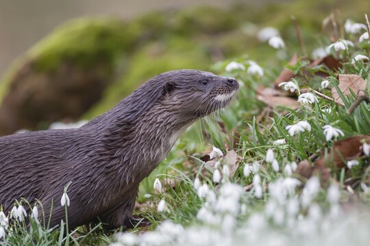 European otter (Lutra lutra) adult animal on a river bank with flowering Snowdops, Norfolk, England, United Kingdom