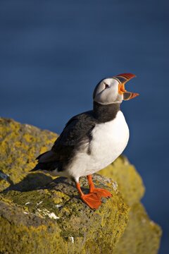 Atlantic Puffin (Fratercula arctica), Latrabjarg, Westfjords, Iceland, Atlantic Ocean