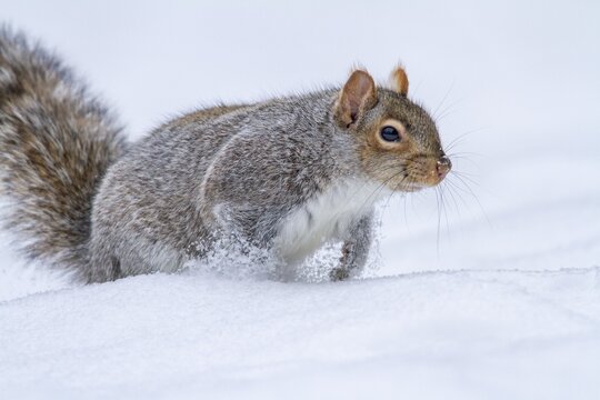 Eastern gray squirrel (sciurus carolinensis) chased by red fox and running, Montreal botanical garden, province of Quebec, Canada