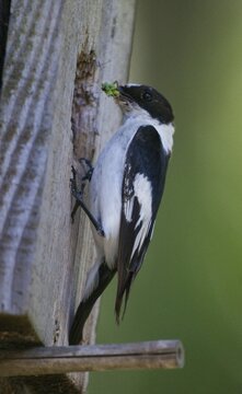 Collared flycatcher, ficedula albicollis, collared snapper, birds, high size, portrait format, passeri, songbirds, birds