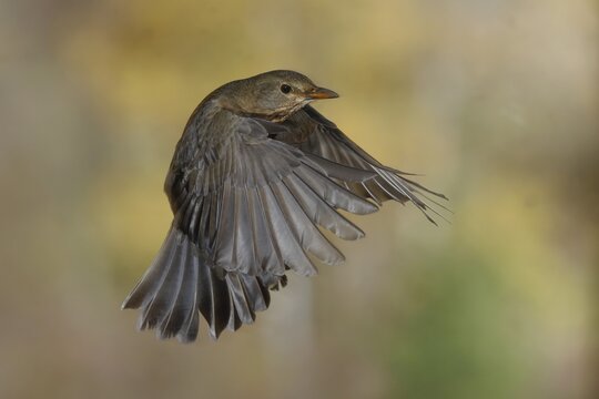 Blackbird (Turdus merula), in flight, North Rhine-Westphalia, Germany