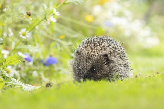 European hedgehog (Erinaceus europaeus) adult animal on a garden grass lawn in summer, England, United Kingdom